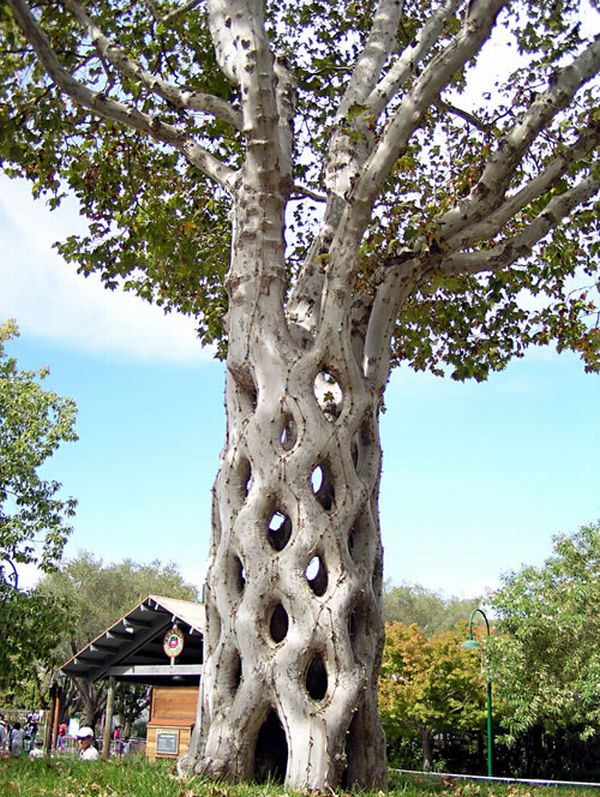 Axel Erlandson Circus Tree 10