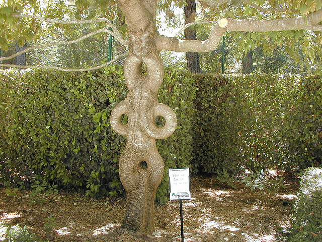 Axel Erlandson Circus Tree 2