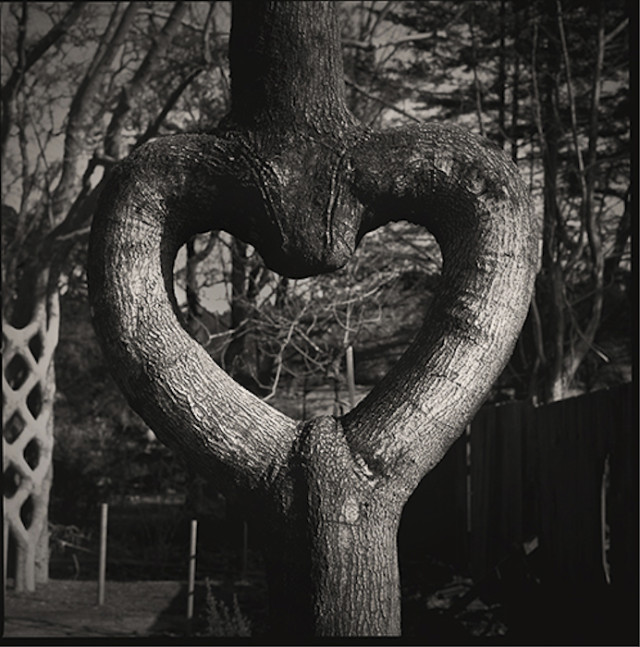 Axel Erlandson Circus Tree 4