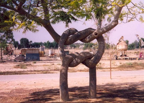 Axel Erlandson Circus Tree 5