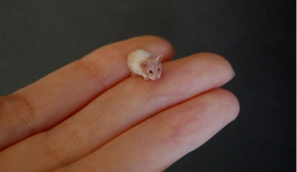 Miniaturne zvieratka od reve 12