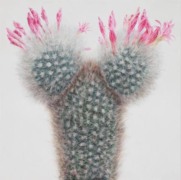 Kwang-Ho Lee hyperrealisticke obrazy kaktusov 6