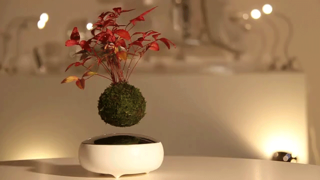 vznasajuce sa bonsaje Air Bonsai Hoschinchu 1