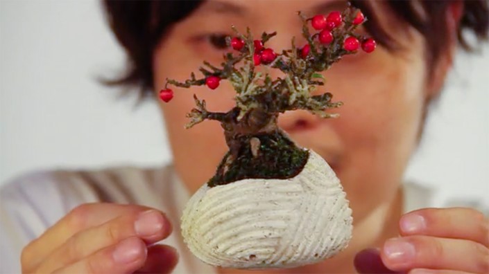 vznasajuce sa bonsaje Air Bonsai Hoschinchu 5