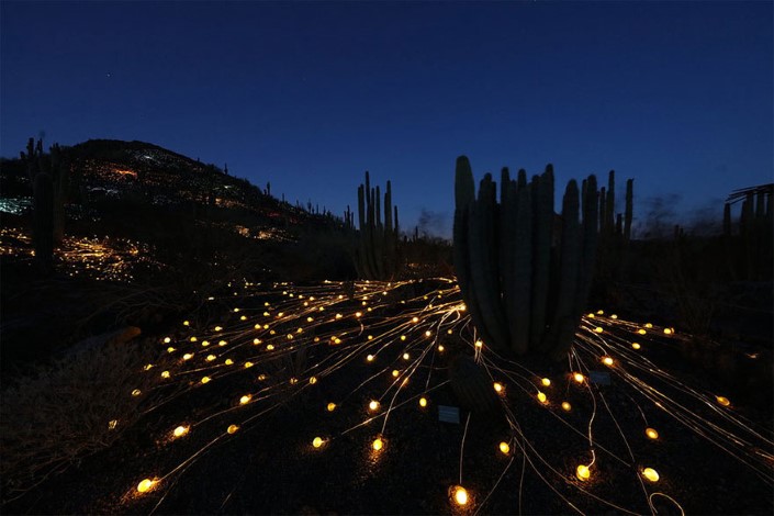 Bruce Munro Pole svetiel Uluru Australia 8