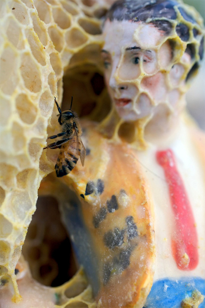 Aganetha Dyck - Honeybee Alterations vcelie plasty na soskach 1