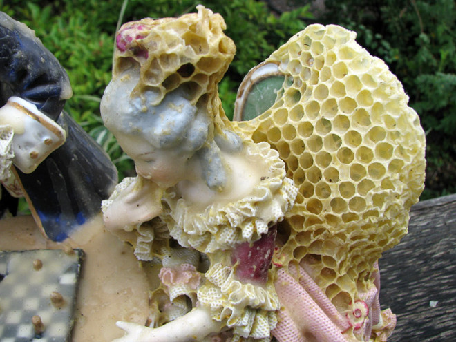 Aganetha Dyck - Honeybee Alterations vcelie plasty na soskach 4