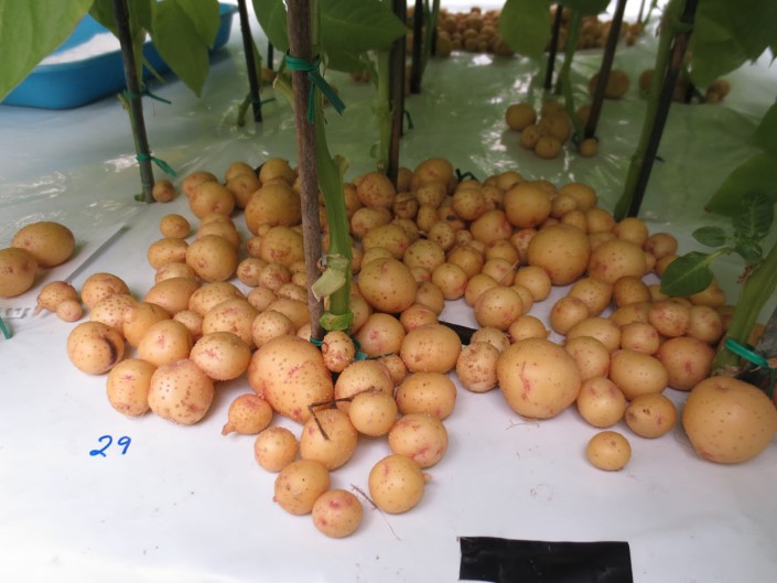 aeroponicke pestovanie zemiakov 9