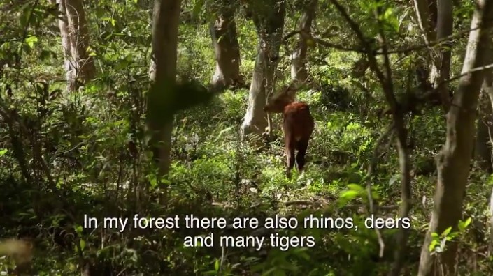 Jadav Payeng majuli vysadzanie stromcekov 10