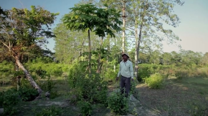 Jadav Payeng majuli vysadzanie stromcekov 13