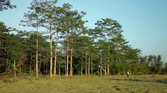 Jadav Payeng majuli vysadzanie stromcekov 4