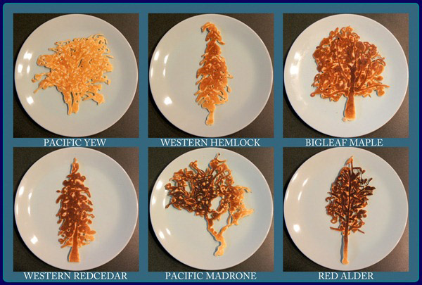 saipancakes nathan shields palacinky lievance 12