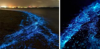 Svetielkujúci planktón a pláže, ktoré rozžiaril