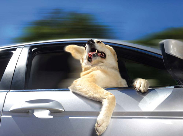 psy ktori miluju jazdu autom 11