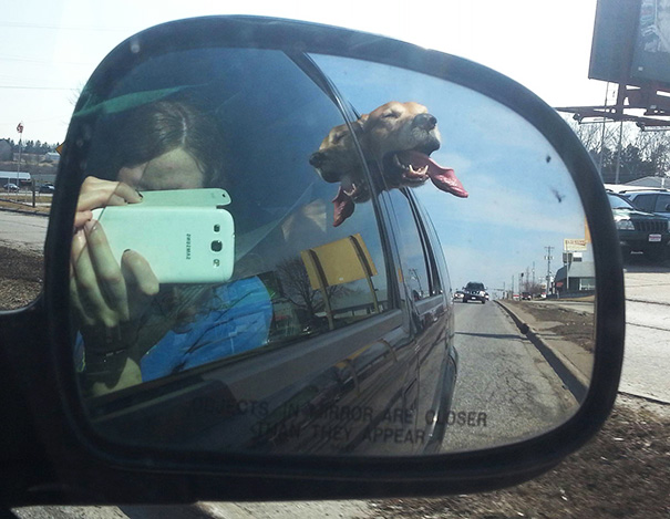 psy ktori miluju jazdu autom 12