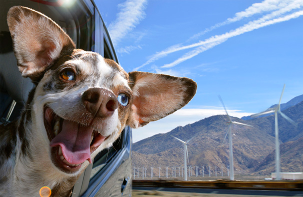 psy ktori miluju jazdu autom 16