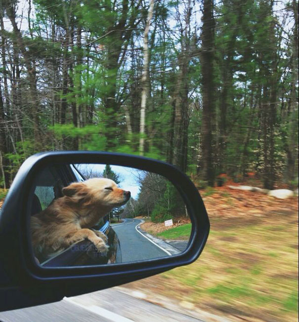 Veselé psy, ktoré si užívajú jazdu autom viac, ako čokoľvek iné 20