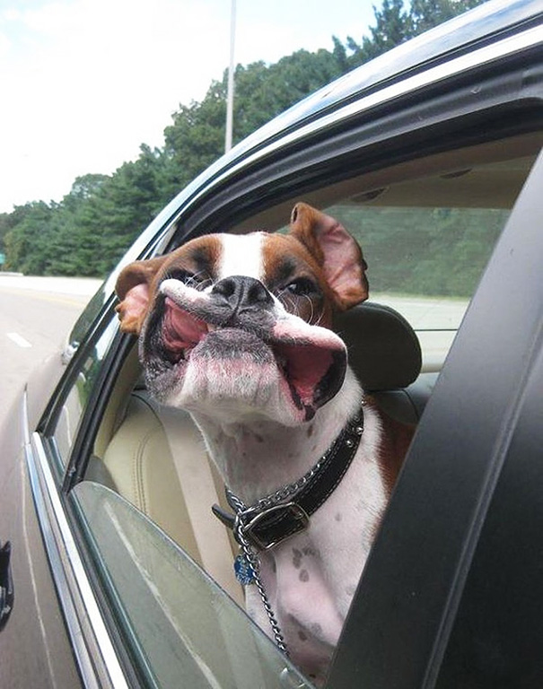Veselé psy, ktoré si užívajú jazdu autom viac, ako čokoľvek iné 5