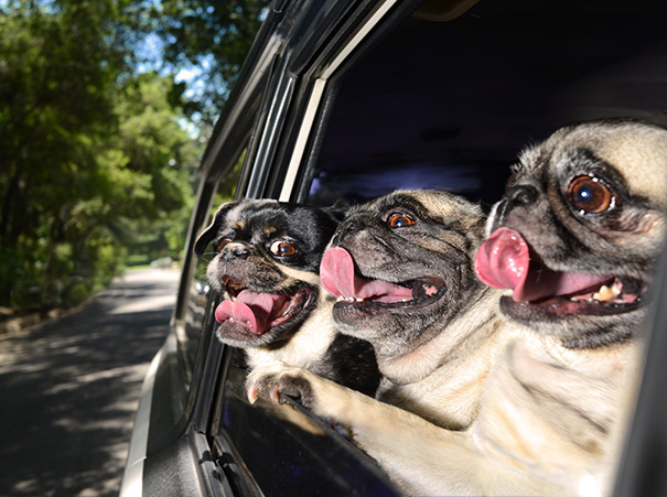 Veselé psy, ktoré si užívajú jazdu autom viac, ako čokoľvek iné 7