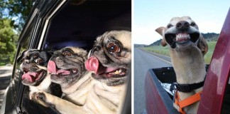 Veselé psy, ktoré si užívajú jazdu autom viac, ako čokoľvek iné