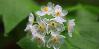 Keď zaprší, tento kvet sa zmení na priehľadný | Diphylleia grayi