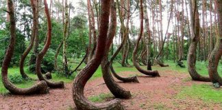 Záhadný lesík ohnutých borovíc | Krzywy las, Nowe Czarnowo