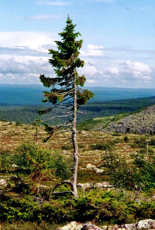 Najstarší strom na svete Old Tjikko. Smrek, ktorý má 9550 rokov 1