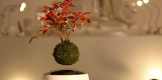 Japonci vytvorili vznášajúce sa bonsaje Air Bonsai | Hoschinchu