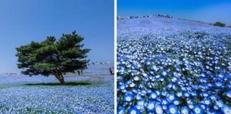 Modrooké kvety Nemophila zaplavili japonský park Hitachi