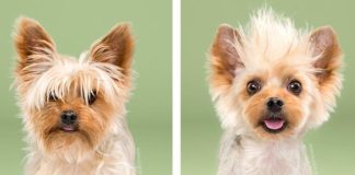 Psie účesy | Trendy premeny psíkov "pred" a "po" roztomilom zostrihu