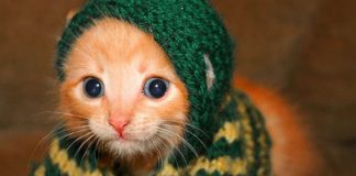 Pletené svetríky pre zvieratká si vás získajú | Zvieracia móda