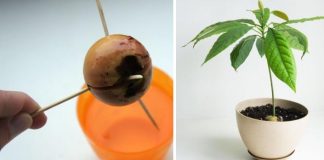 Ako vypestovať avokádo z kôstky | Izbová exotická rastlina