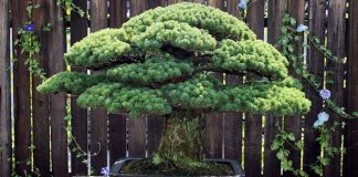 Tento 391-ročný bonsaj prežil atómový útok v Hirošime a stále rastie!