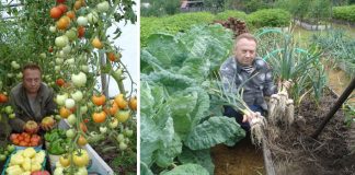 Spoznajte tajomstvá najúrodnejšej záhrady, ktorou sa pýši pestovateľ Igor Ljadov