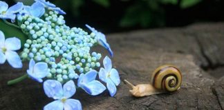 Sošky zo skla | Pod rukami Yuki Tsunoda vzniká sklenený hmyz a kvety