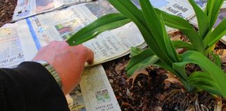 Ako sa zbaviť buriny a skvalitniť pôdu na záhrade novinovým papierom