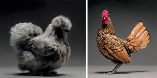 Najkrajšie sliepky na svete v jednej foto knihe | CHICken