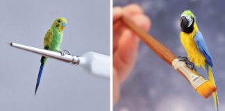 Miniatúry vtákov fascinujú svojou dokonalosťou | Handmade od Katie Doka