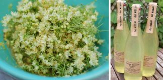 Lipový sirup | Recept na domáci liečivý sirup z lipových kvetov