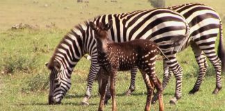 Bodkovaná zebra púta svojim vzhľadom pozornosť turistov | Keňa