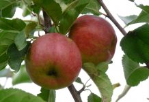 Letné odrody jabloní ideálne na teplé letné dni